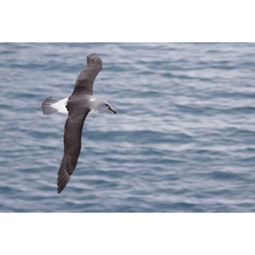 South Georgia Island Gray-headed albatross